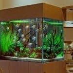 aquarium-movers-300x206