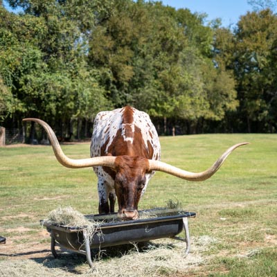 move to texas land | Our 5 Best Reasons to Move to Texas | Amazing Spaces Storage Centers