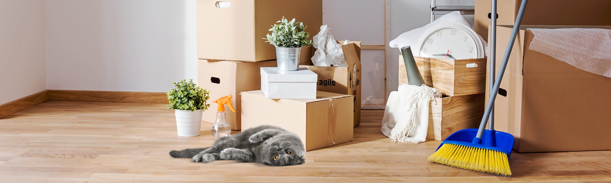Moving with cats blog header